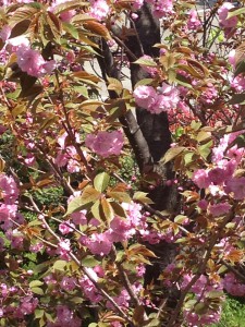 ４月１２日八重桜
