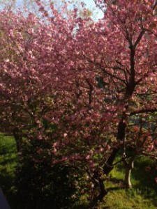 ４月１７日八重桜
