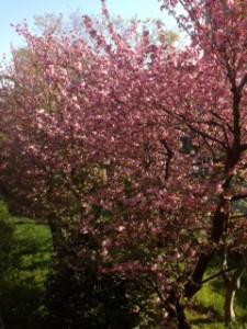 ４月１６日八重桜