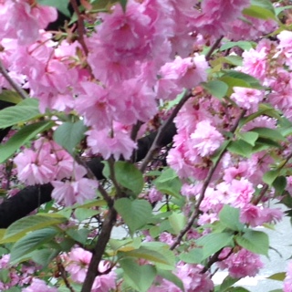 八重桜4月20日